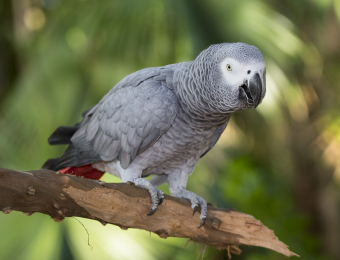 AFRICAN GRAY PARROT