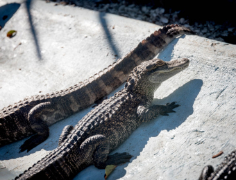1_Juvenile-American-Alligators
