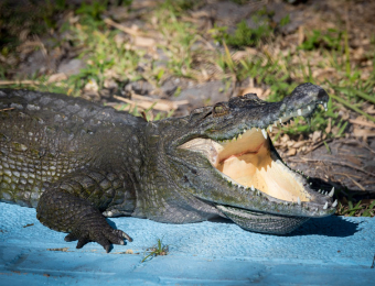 1_Lee_Siamese-Crocodile
