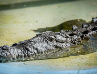 2_Domonic_American-Crocodile